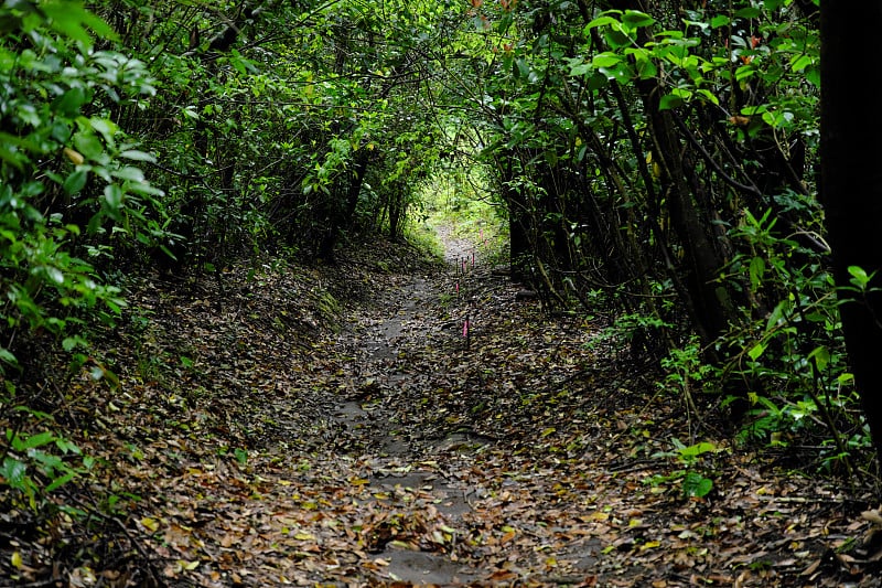 隧道路在森林里