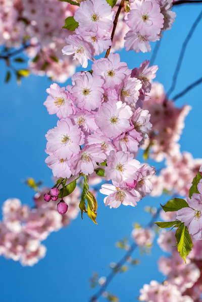 日本樱花特写
