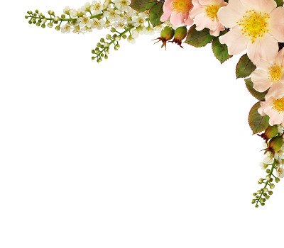 野玫瑰花插花角
