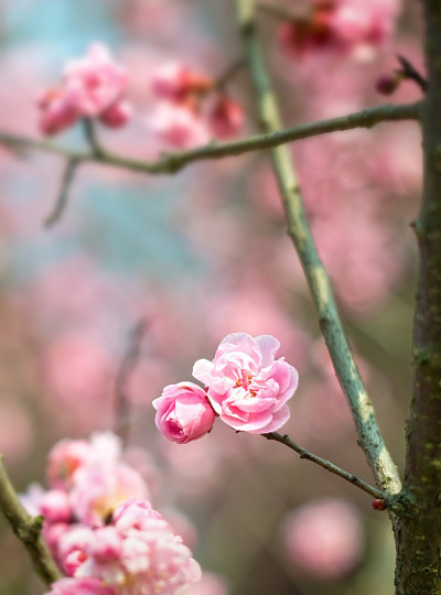 梅花