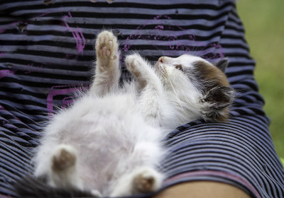 自然被遗弃的小猫