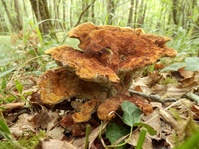 Hydnum rufescens