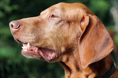 一只老维兹拉猎犬的肖像