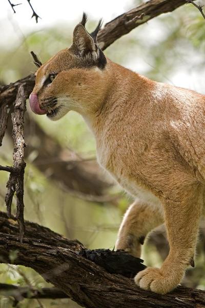 野猫，野猫，带着一只猎物，纳米比亚的海角八哥
