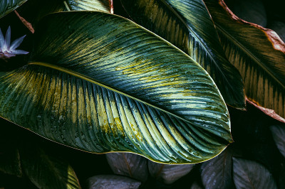 Calathea花式