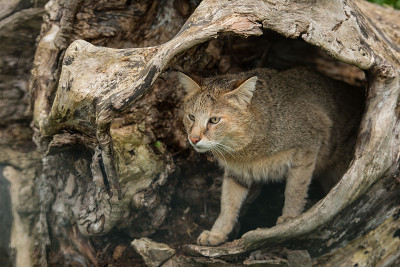 令人惊叹的丛林猫费利斯·肖在中空的树干