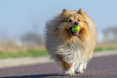 一只设得兰牧羊犬在玩一个小球