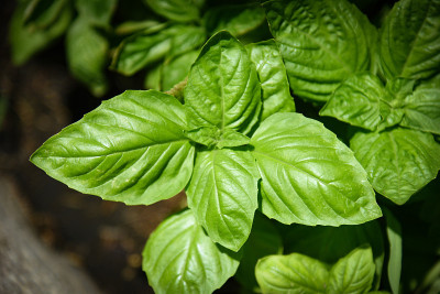 绿色罗勒叶植物生长在菜园种植园-新鲜甜的热诺维斯罗勒药草