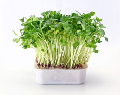 豆瓣菜在托盘