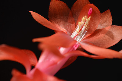 仙人掌开花