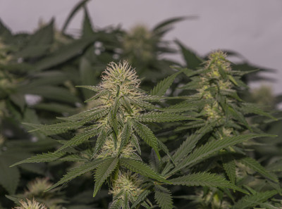 白色俄罗斯和S.A.G.E.品种大麻花下LED灯