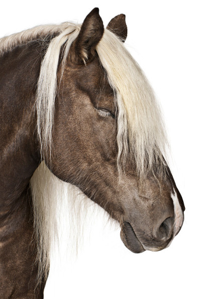 Comtois马，一匹役用马，Equus caballus, 10岁，在前面的白色背景
