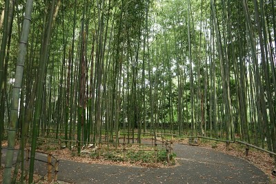 日本京都岚山竹林