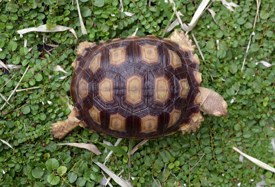 非洲促使sulcata
