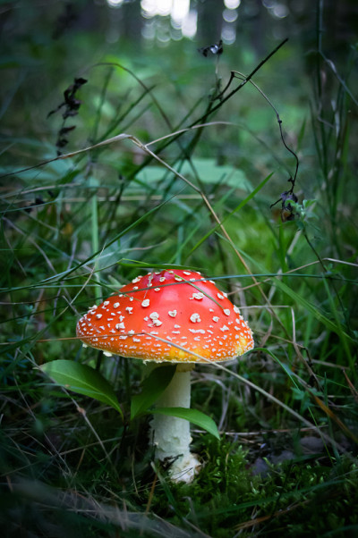 羊肚菌