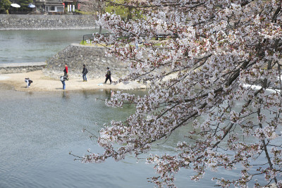里头河樱桃