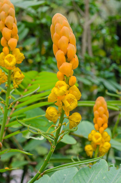 癣灌木花或蜡烛灌木花在自然花园。