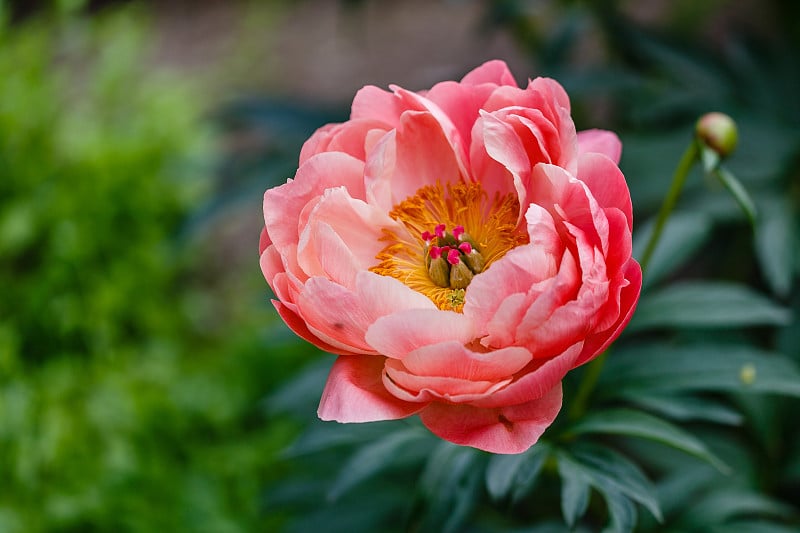 芍药在花园里生长