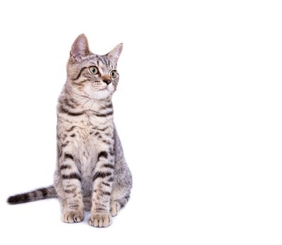 美丽的灰猫孤立在一个白色