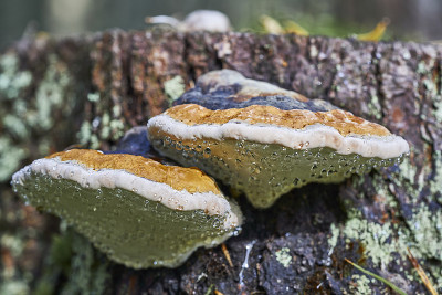 靠近蘑菇火种与拉丁名称Fomitopsis pinicola在秋天的森林与水滴