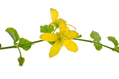Lysimachia nummularia (Lysimachia zawadzkii Wiesne