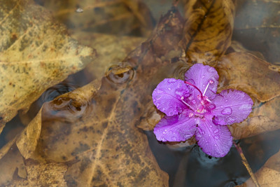 春雨