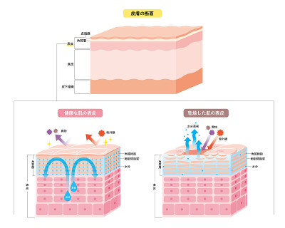皮肤表皮、皮肤结构、皮肤图、美容