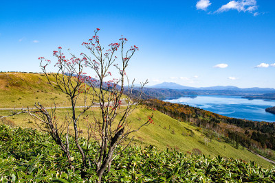 秋日，日本北海道铁贺，从比荷罗山口望去，鲜红的水果和草沙罗湖