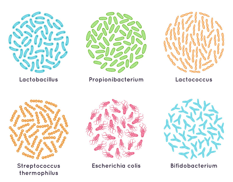 益生菌。有益微生物健康的菌群，微观益生菌。乳酸菌载体插图集