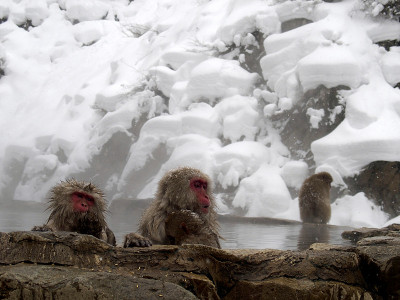 红脸雪猴在温泉(温泉，热水浴)在日本的冬季