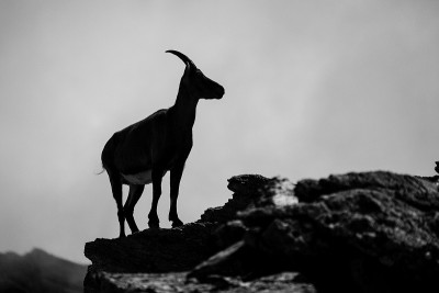 山中的岩羚羊(意大利阿尔卑斯山)
