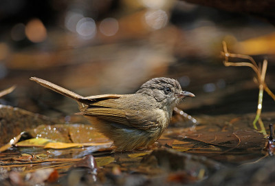 Brown-cheeked Fulvetta