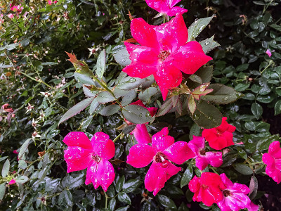 粉红色的花和雨