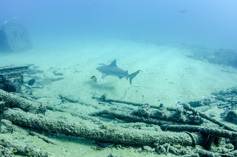 牛鲨(Carcharhinus leucas)科尔特斯海的珊瑚礁