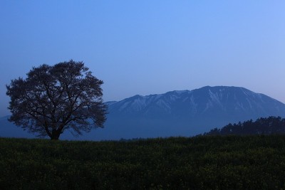 Mt.Iwate和樱花