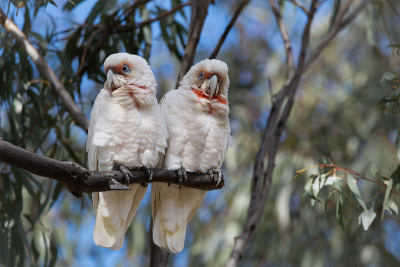 长喙Corella Pair复制空间