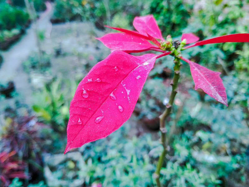 花园里一棵植物的带有红叶的树枝