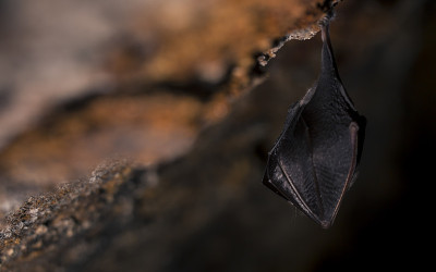 近距离观察正在睡觉的小马蹄蝠(Rhinolophus hipposideros)倒挂在洞穴顶部