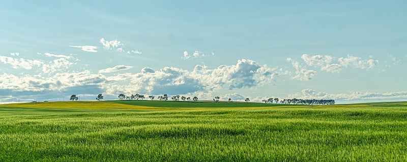 乡村油菜籽农场的景观全景