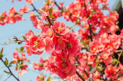 木瓜粉树花，Maule’s榅桲，Gutuiul japonez，户外近距离观察