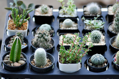 rebutia tinycula, 仙人掌