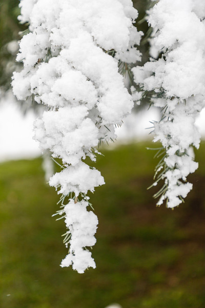 由于2021年1月的菲洛梅娜风暴，马德里的街道和公园被大雪覆盖