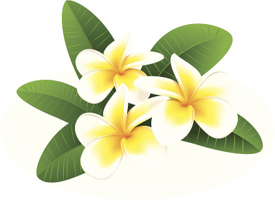 鸡蛋花