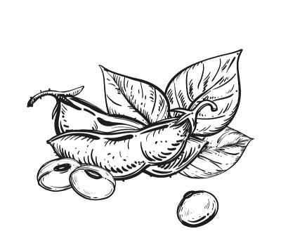 手绘黑白大豆素描，大豆种子，叶片。矢量插图。元素在图形风格标签，卡，不干胶，菜单，包装。雕刻风格的插