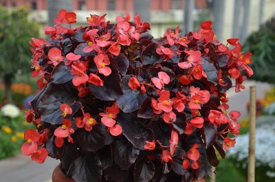 红蜡海棠花