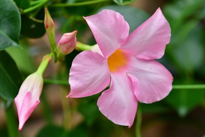 Mandevilla