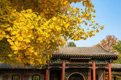 秋天，公园里有中国古建筑的阁楼和银杏树