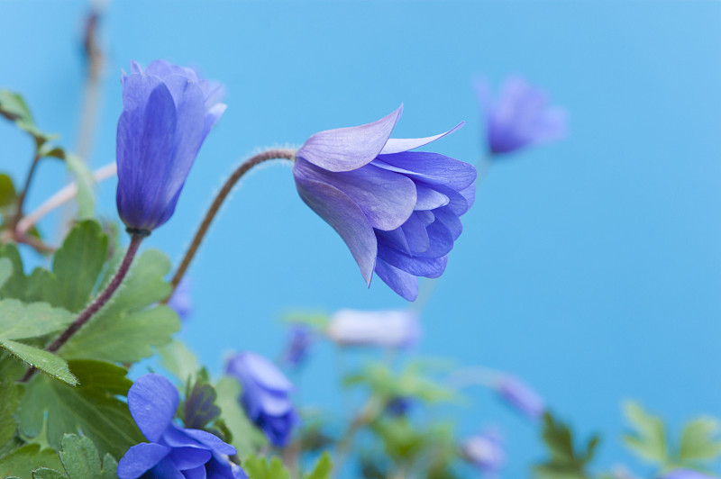 银莲花在春天开花。