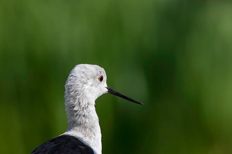 黑翼高跷(himantopus himantopus)复制空间