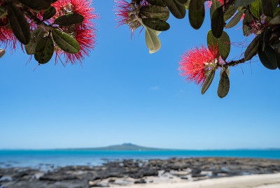 Takapuna海滩上盛开的Pohutukawa树，背景是Rangitoto岛